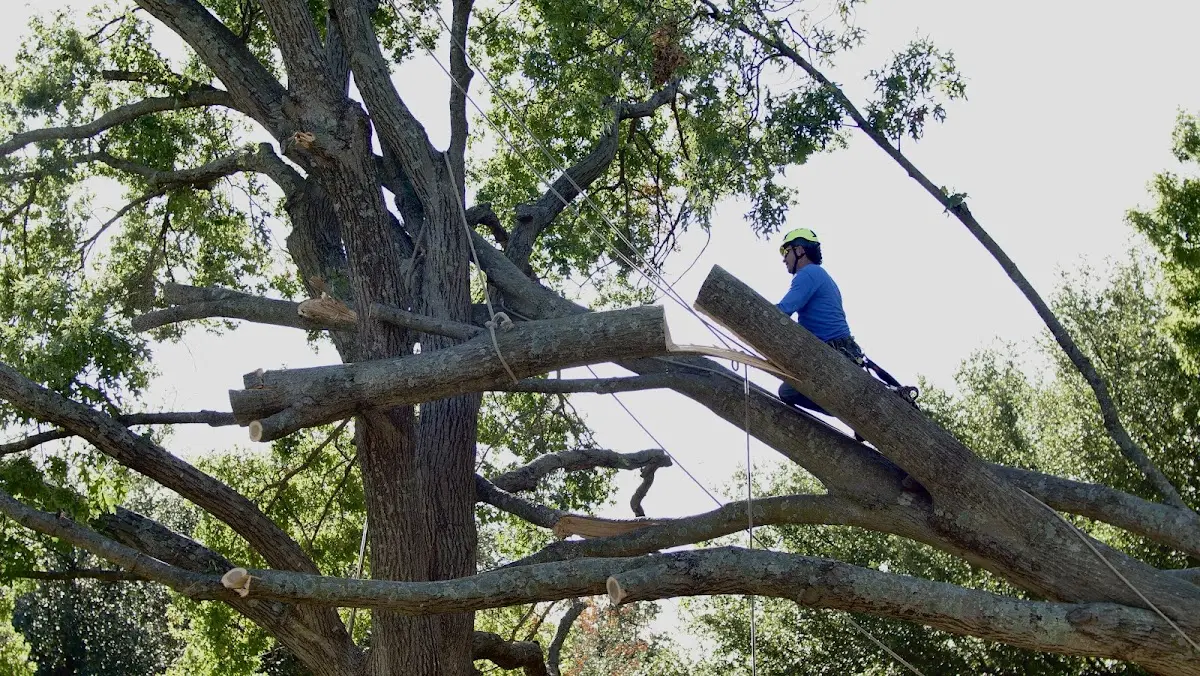 Professional Crown Thinning performed by certified arborists in Republic